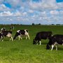 Barenbrug Weidemengsel BG11 SUPER